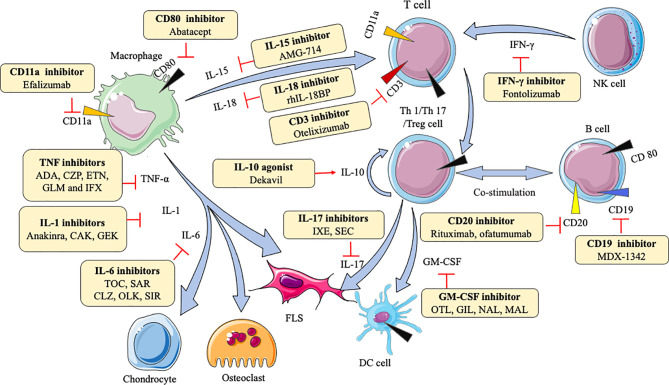 Action of drugs targeting cytokines in rheumatoid arthritis.