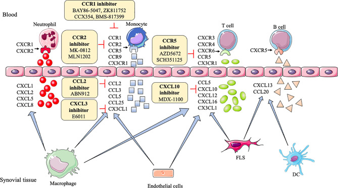 Action of drugs targeting chemokines in rheumatoid arthritis.