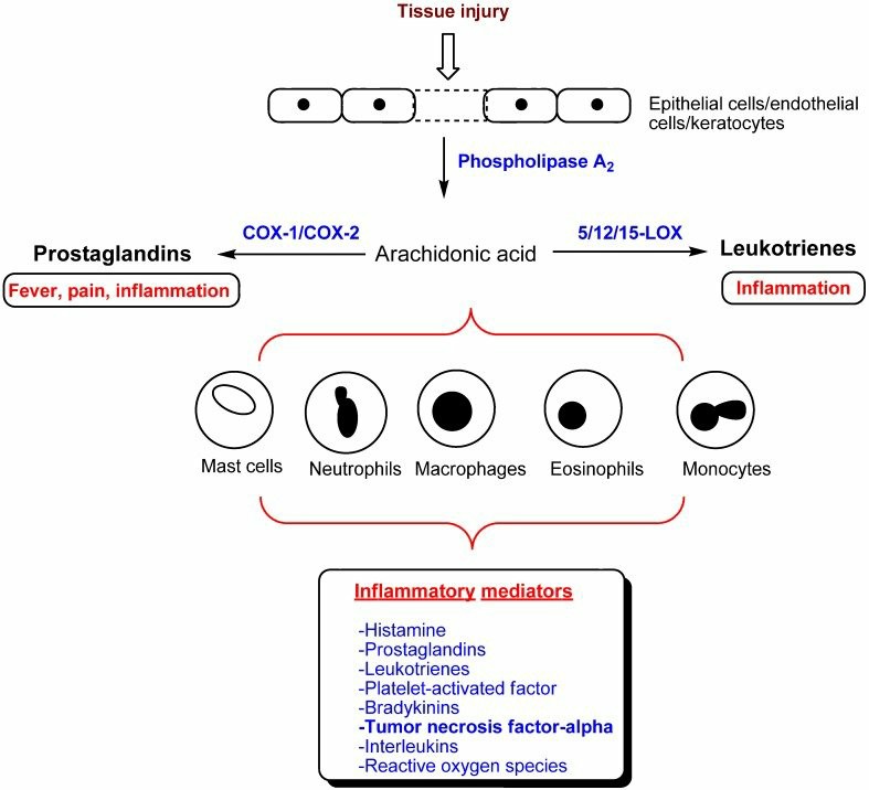 A simplified diagram of the inflammatory pathway and its mediators.