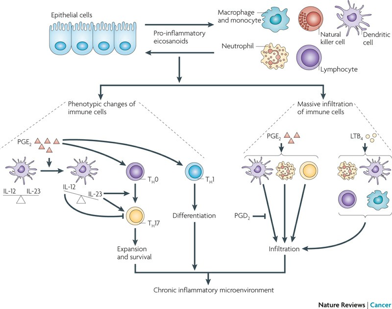 Prostaglandins and leukotrienes are key pro-inflammatory mediators in orchestrating crosstalk between tumour epithelial cells and immune cells.