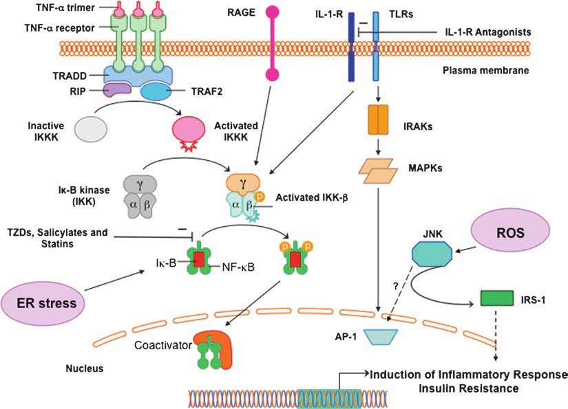 Potential intracellular mechanisms of activation of inflammatory signaling in metabolic syndrome.