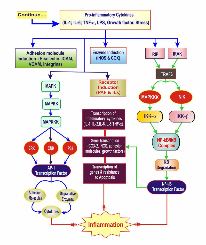 The inflammatory cascade. 