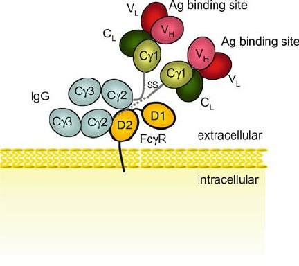 Cryo-EM structure of human IgM-Fc (green) in complex with the J chain (brown) and the ectodomain of pIgR (violet). - Creative BioMart 