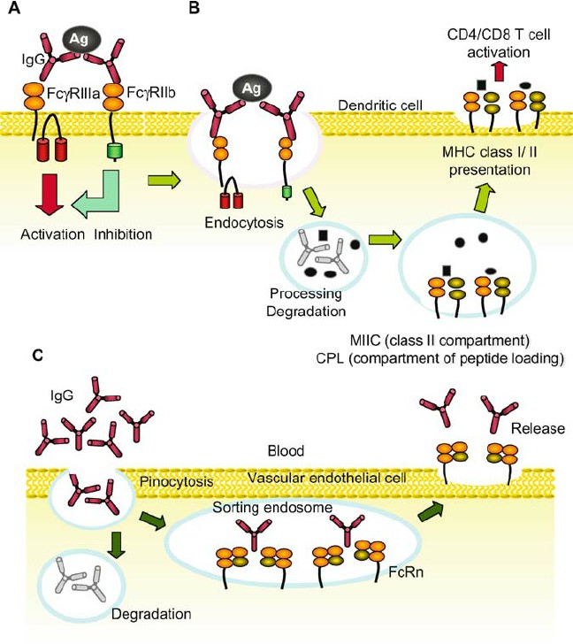 Major functions of FcRs.