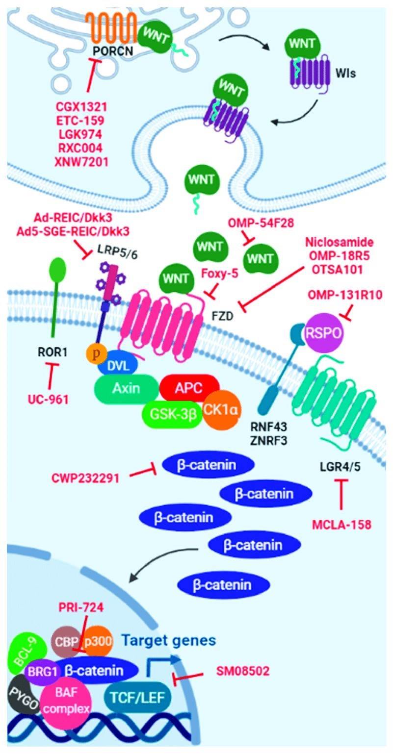 WNT signaling pathway inhibitors.