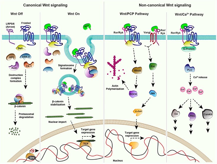 Wnt signaling pathways.