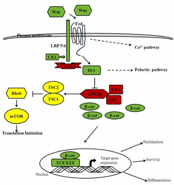 Schematic representation of the Wnt signaling pathway in cancer cells.