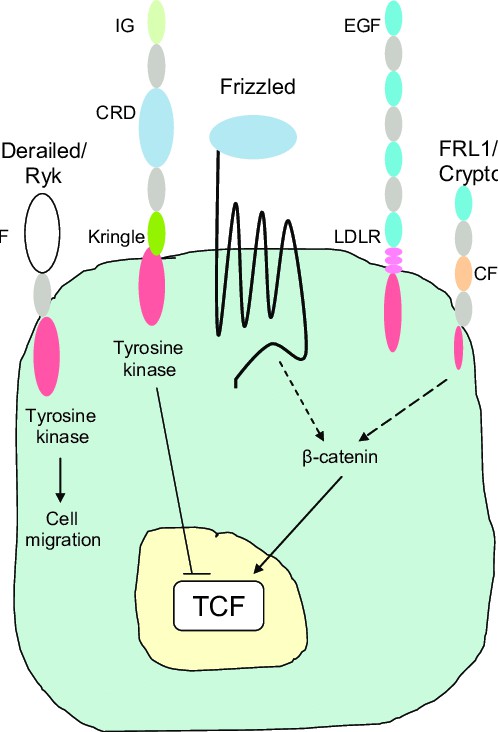 The different Wnt receptors on the cell membrane.