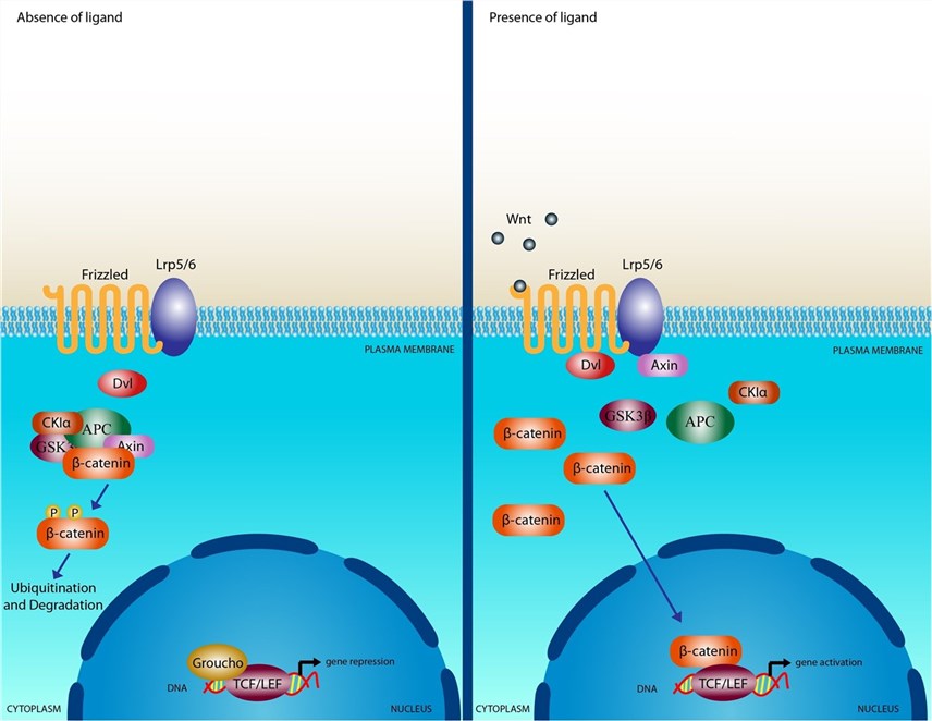 Wnt Receptors - Creative BioMart