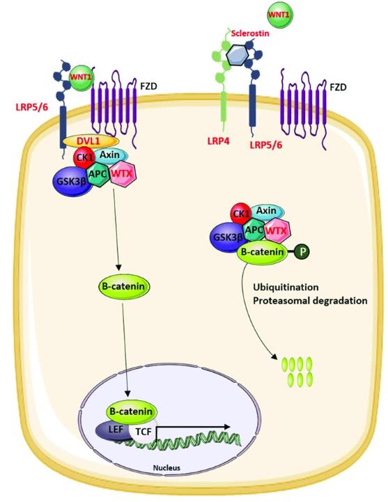 Overview of the modulators of the canonical WNT signaling pathway that are involved in the regulation of bone mass in human disease.