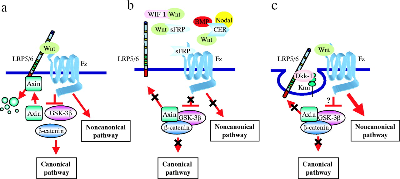 Regulation of Wnt signalling by antagonists.