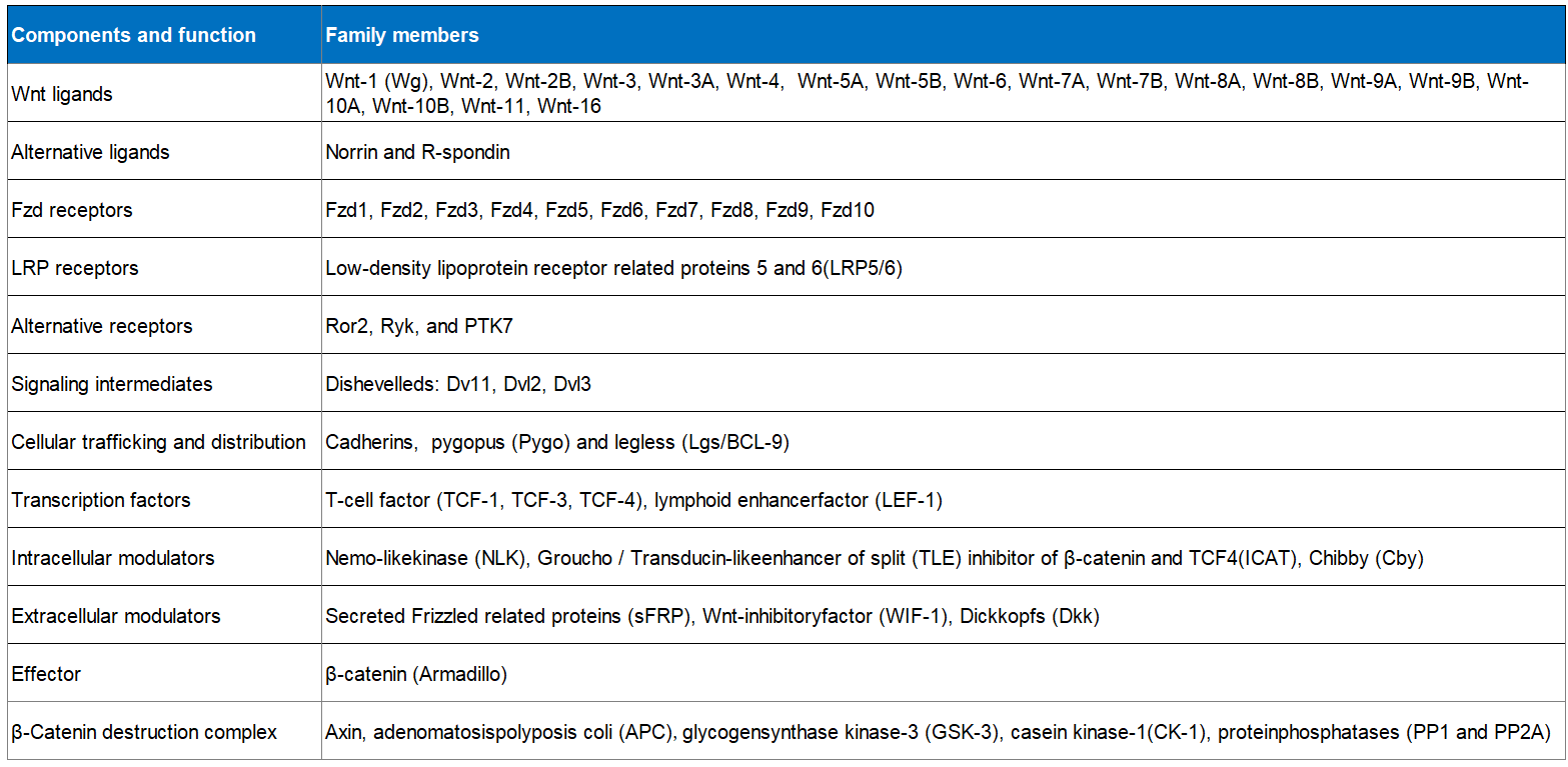 The various ligands, receptors, components, and Wnt family members involved in the Wnt signaling pathway. 