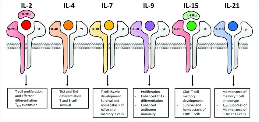 Common γ chain cytokine signaling impacts the functional fate of T cells for adoptive cell transfer.