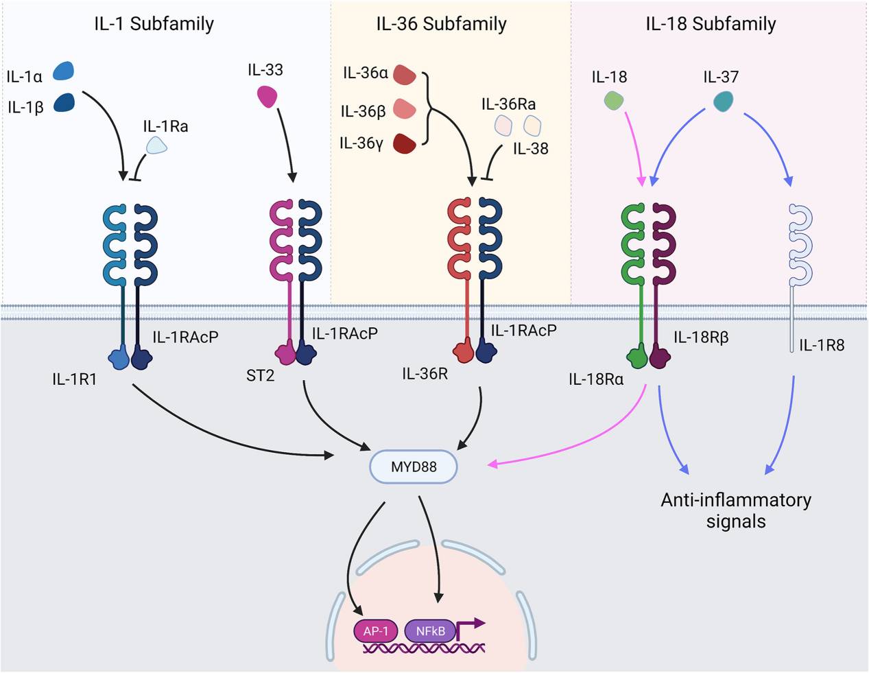 IL-1 superfamily cytokines and receptors.