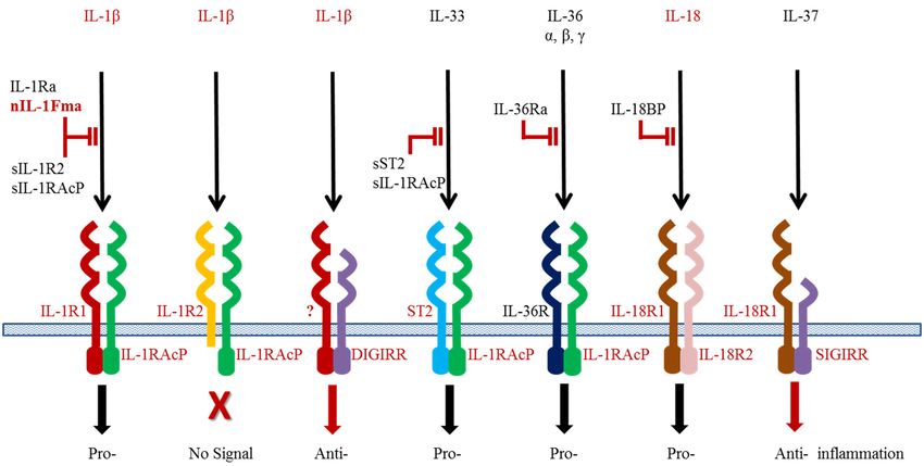 Interaction of the IL-1 family cytokines and receptors.