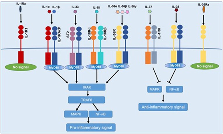 Common signaling pathway for IL-1 family cytokines