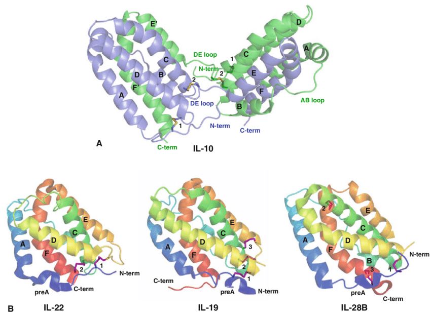 IL-10 family members with known crystal structures.