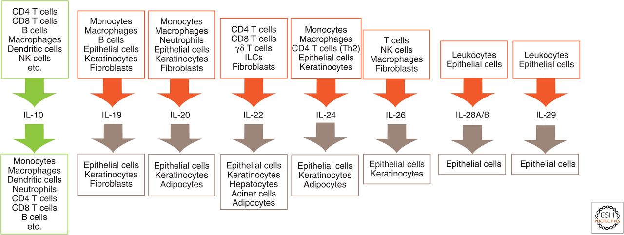 Cellular sources and target cells of interleukin (IL)-10 family cytokines.
