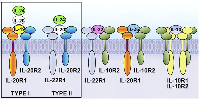 Schematic diagram of IL-10 family receptor complexes.