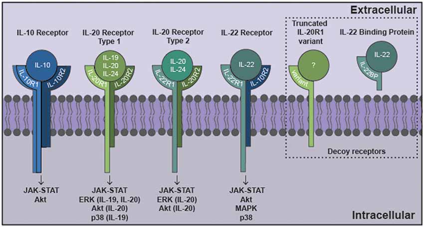 The interleukin-10 (IL-10) family of cytokines exert their effects via heterodimeric receptor subunits.