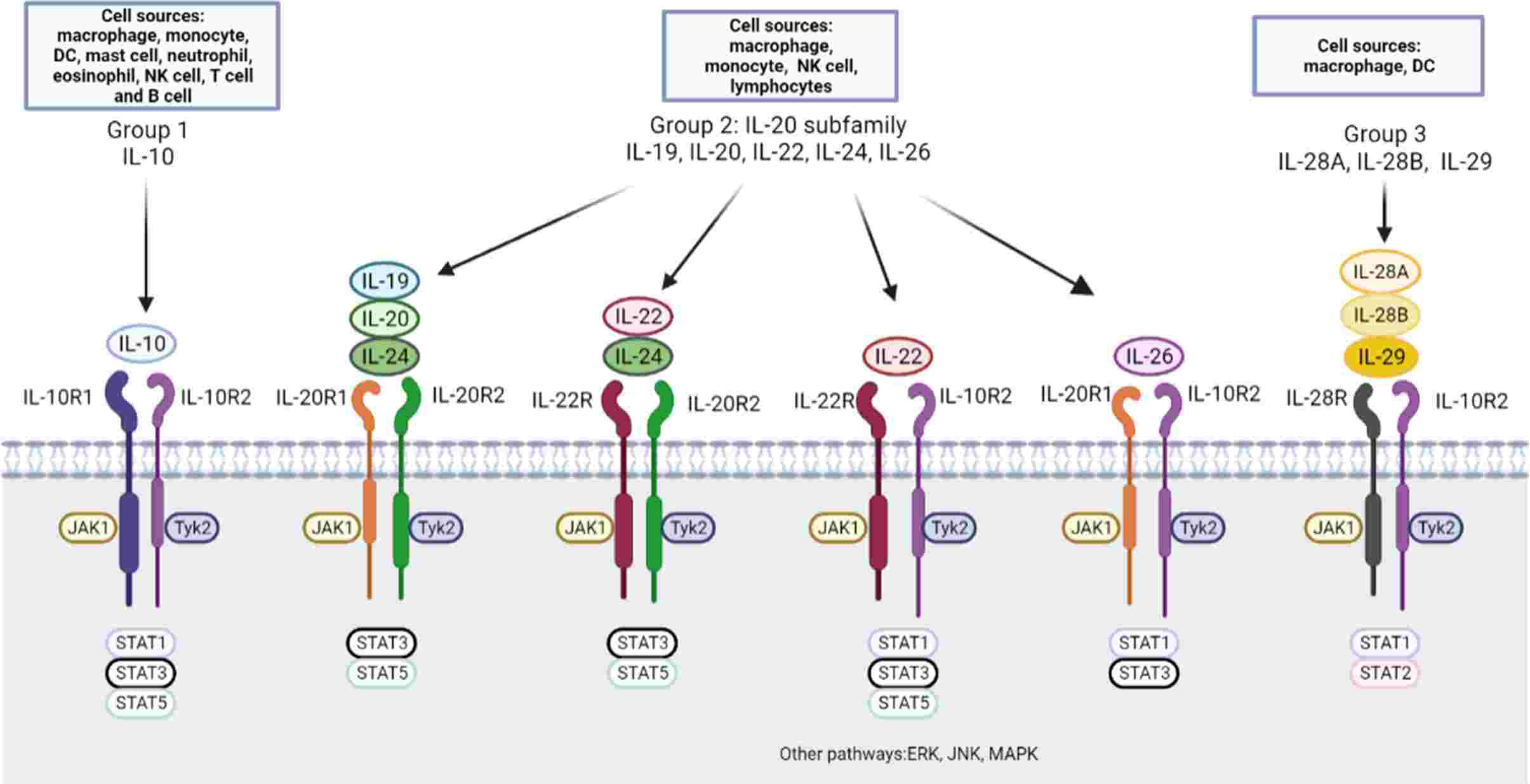 IL-10 family cytokines, receptors and downstream pathway.