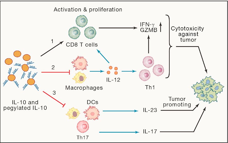Immune promoting and suppressing mechanisms of IL-10 in cancer immunotherapy.