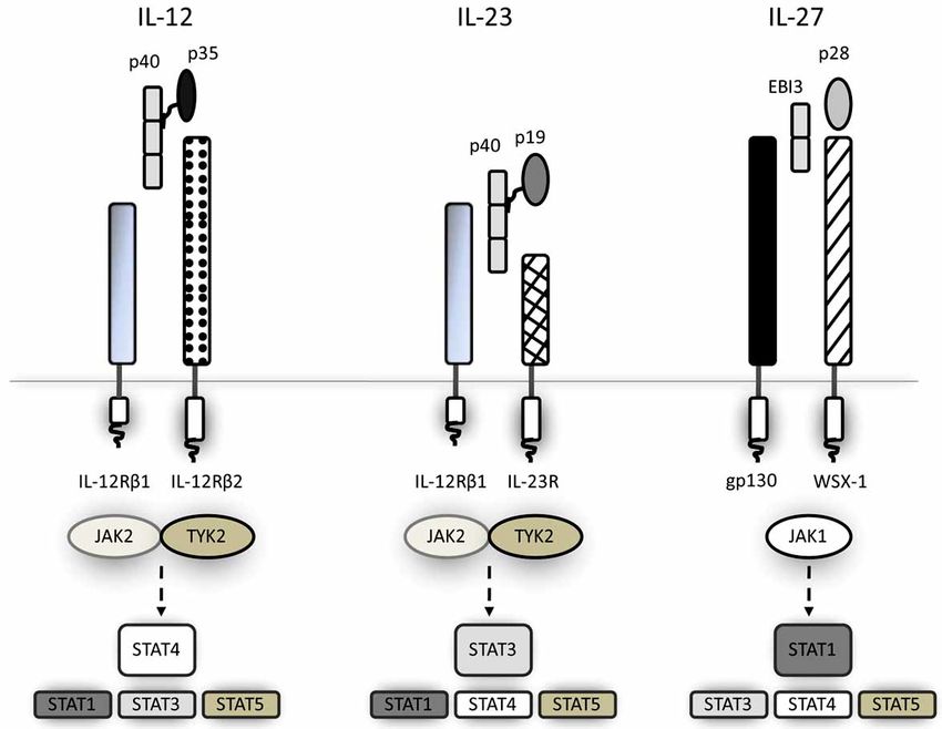 Receptors and JAK/STAT signalling pathways for the IL-12 family cytokines.