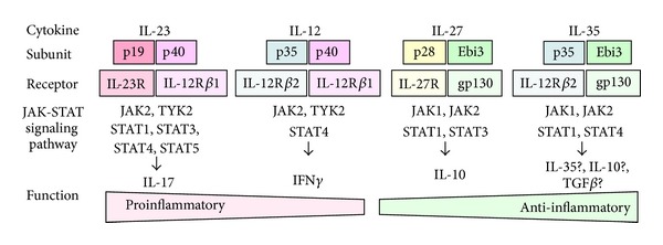A schematic representation of IL-12 family cytokines and the corresponding receptors and JAK-STAT signaling pathways.