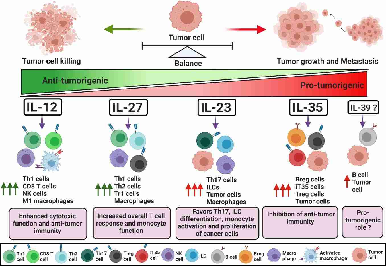 Role of IL-12 family cytokines in maintaining a balance between effector and regulatory immune responses in tumorigenesis.