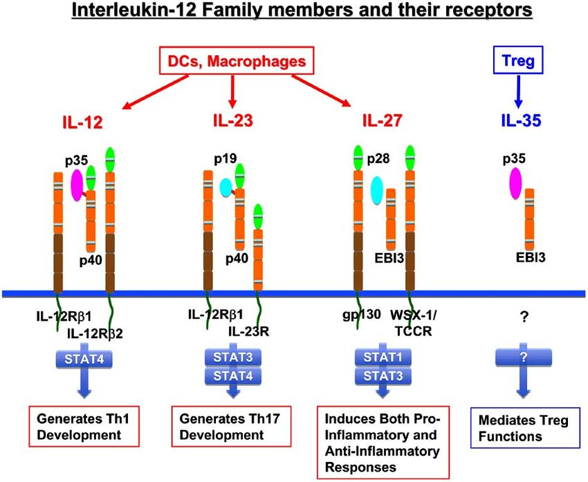 Main characteristics of members of the IL-12 family.