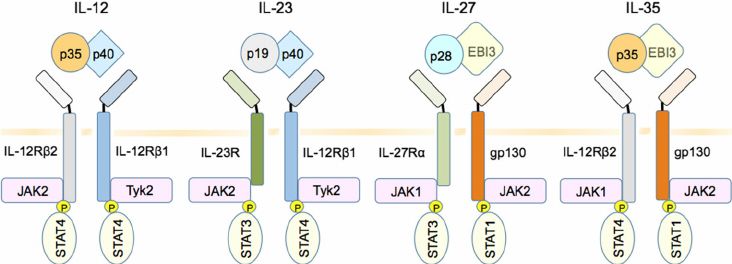 IL-12 family cytokines, receptors, and signaling pathways.