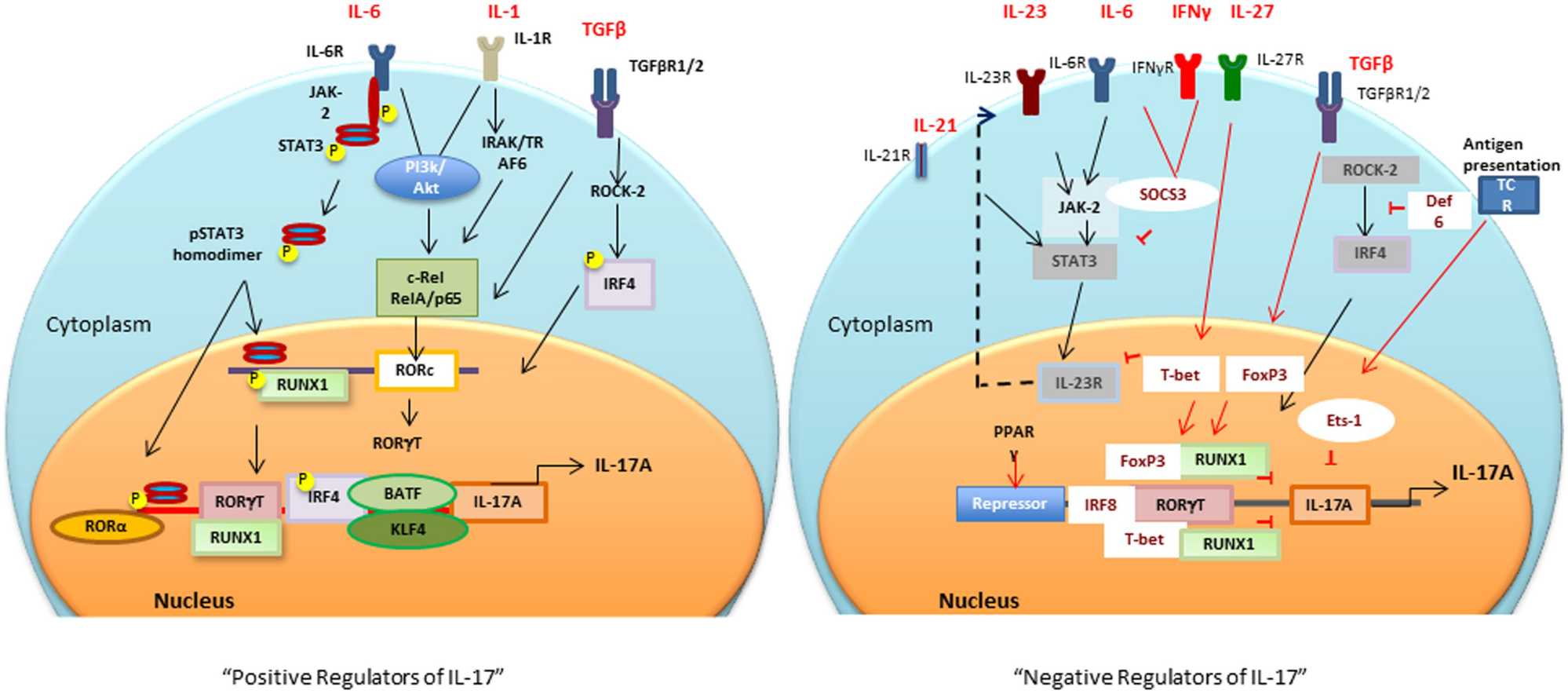 Positive and negative transcriptional tegulators of IL-17 induction.