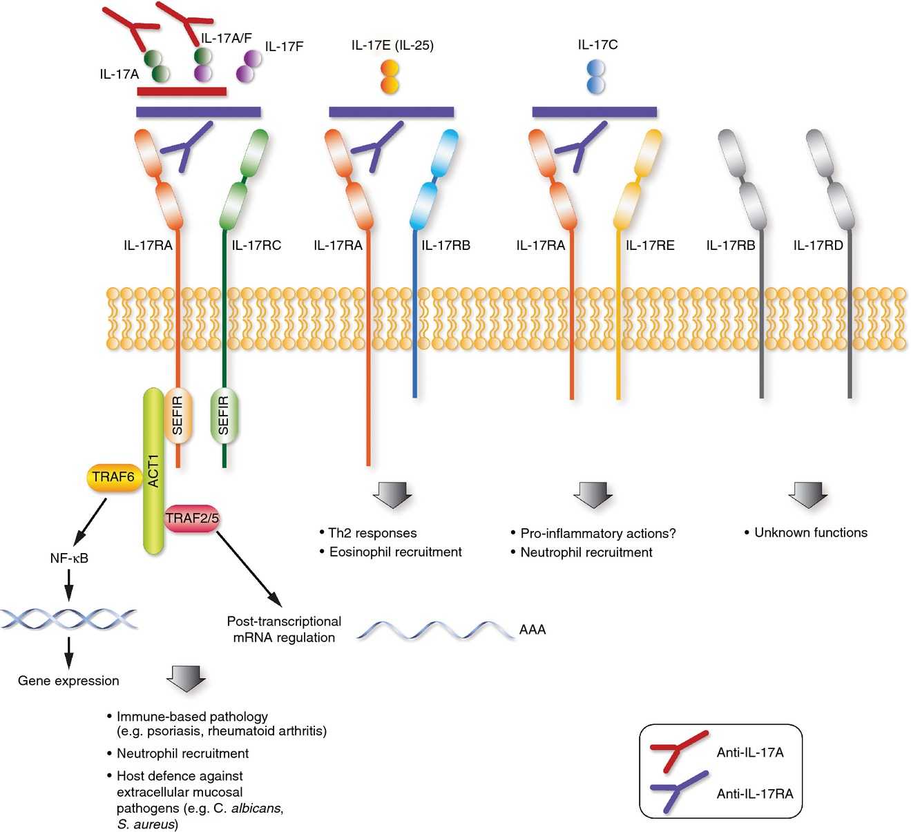 The IL-17 family of cytokines.