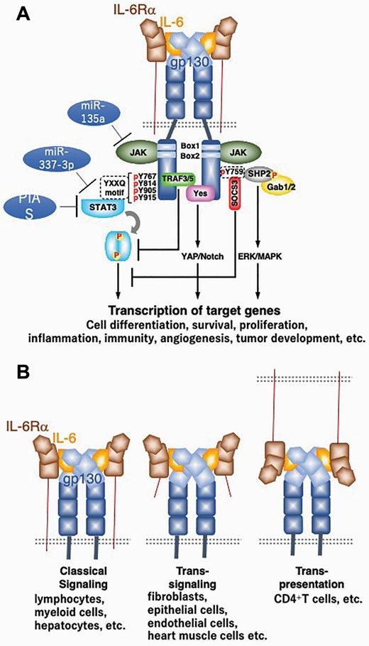 IL-6 receptor and signaling.