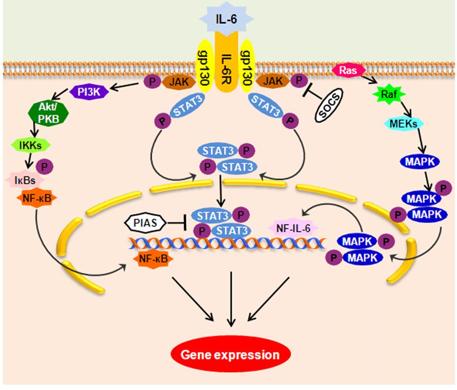 IL-6 signaling pathways.