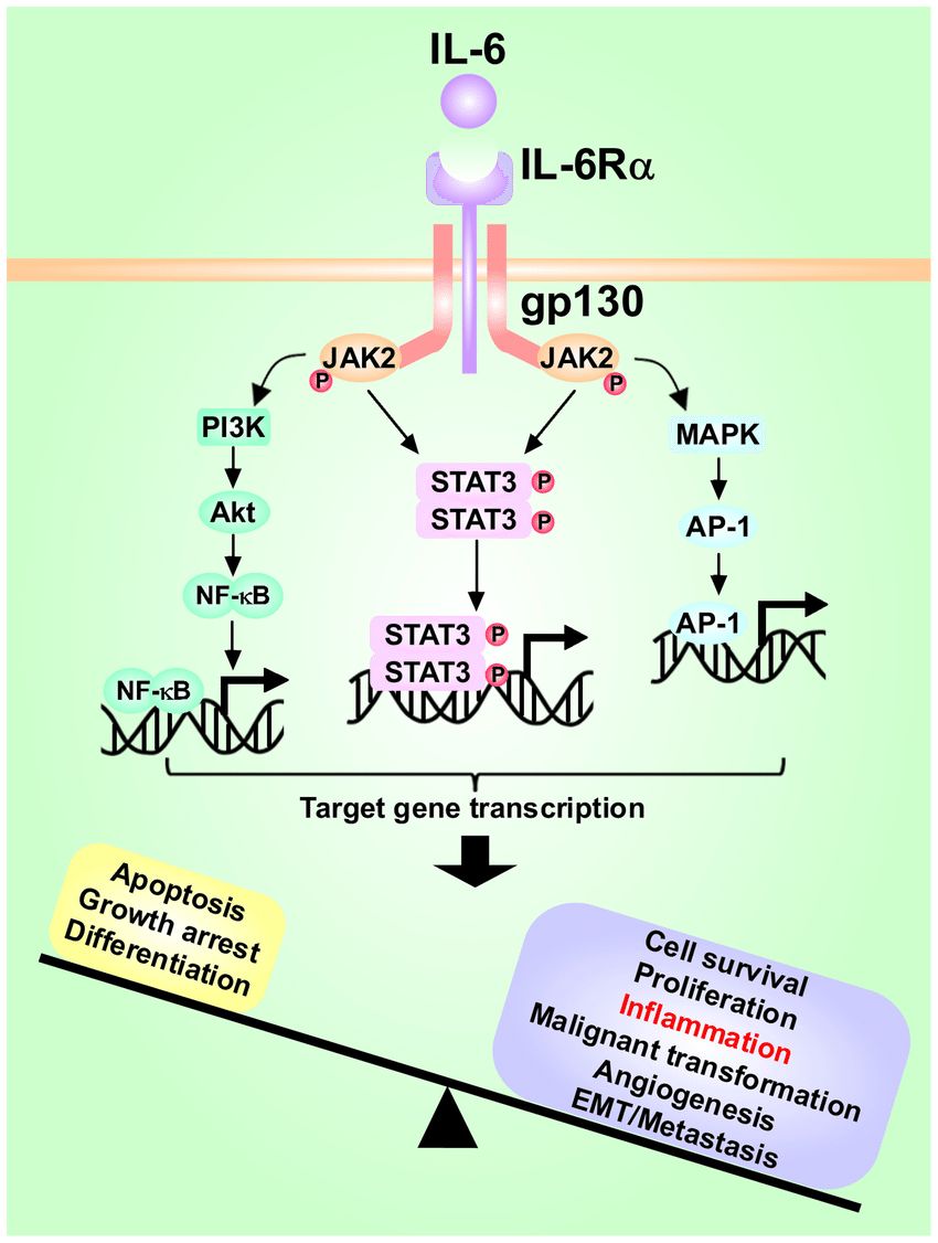 The role of IL-6/STAT3 signaling pathway and interactions with other pathways in hepatocarcinogenesis.