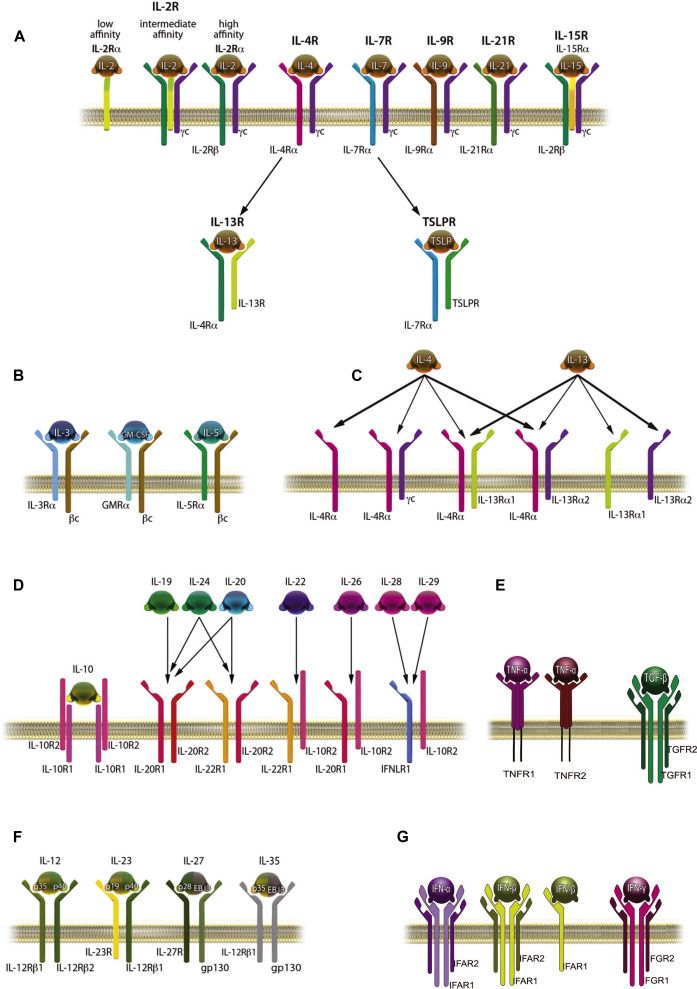 Cytokine receptors.