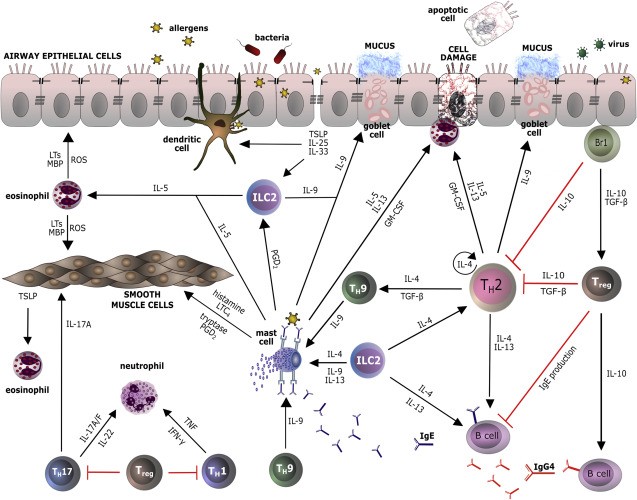 Cytokine and other mediator networks in allergic inflammation.