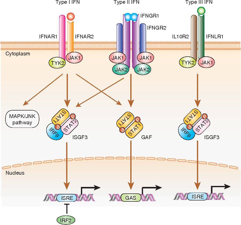 Signal transduction by type I, type II, and type III interferon (IFN) receptors.