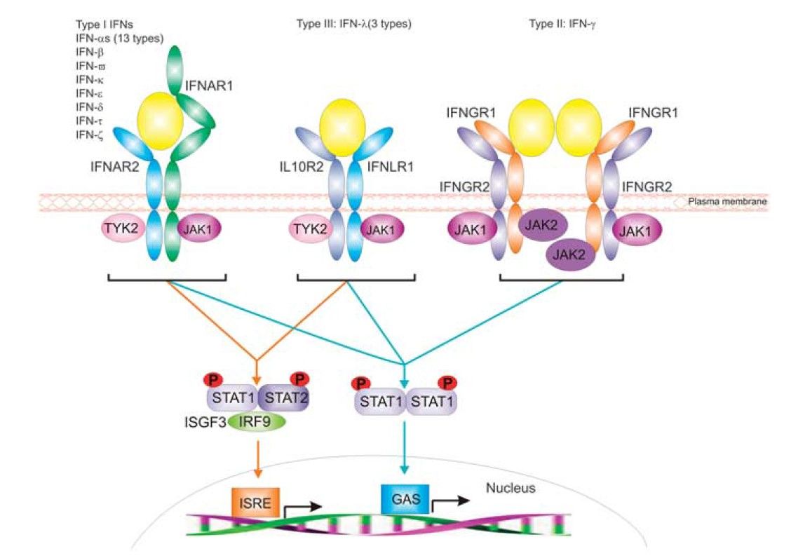 Representation of the distinct receptor systems employed by type I, type II and type III IFNs for signal transduction.
