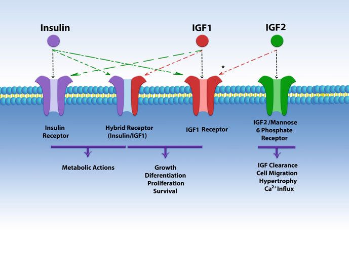 Schematic structure of insulin, IGFs, and their receptors. 
