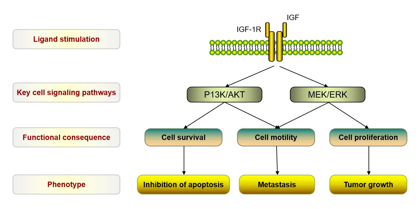 The Key signaling pathways of IGFR1.