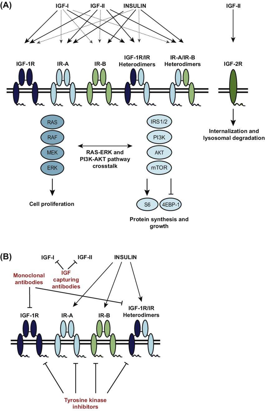 IGF signaling pathway and targeting strategies.