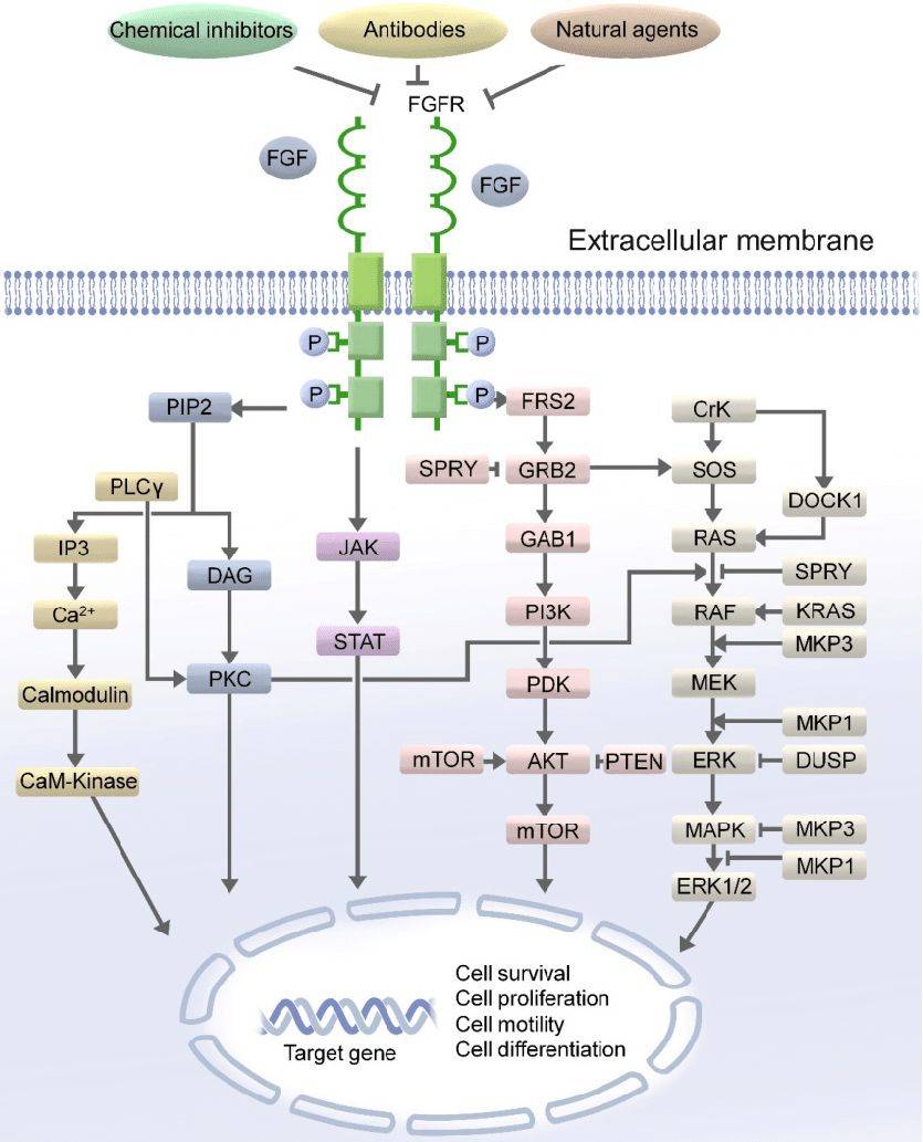 The FGF/FGFR signaling pathway.