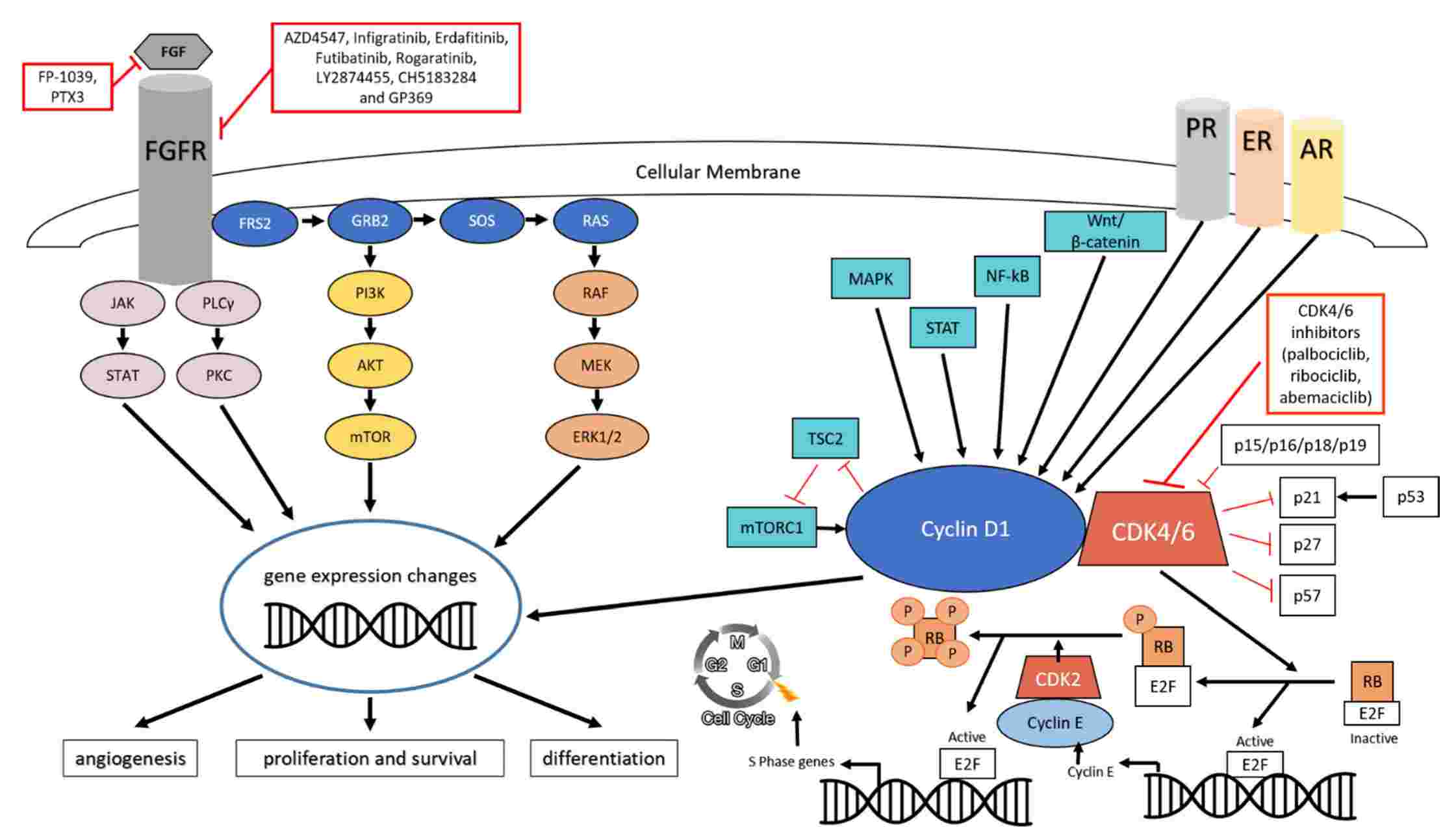 FGF-FGFR and CDK 4/6 pathways in breast cancer.