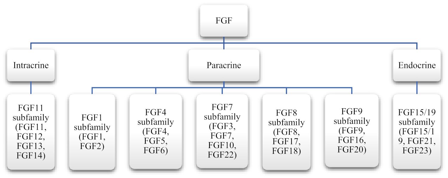 FGFs' classification according to their mode of actions.
