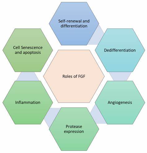 Role of FGF in tissue repair processes.