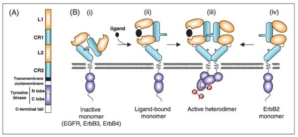 Structure of ErbB receptors.