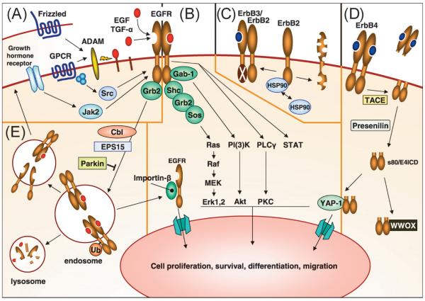 ErbB receptor signaling and regulation.
