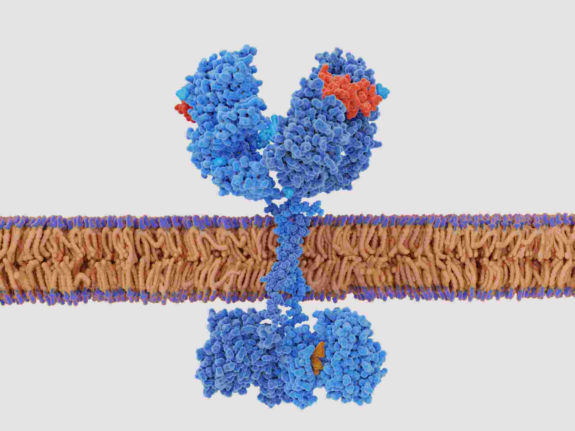 The epidermal growth factor (EGF, red) activates the EGF receptor by binding to it. - Creative BioMart